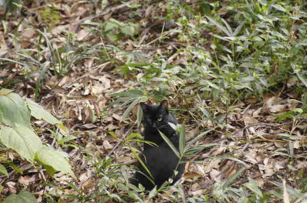 DSC08976 黒猫.jpg